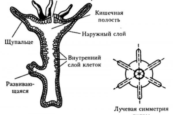 Настоящий сайт кракен